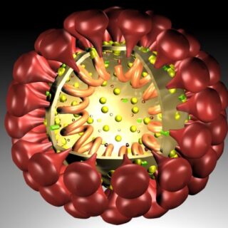 3D-Darstellung des Coronaviruses von Nilses